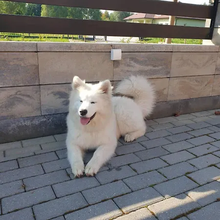 Homestay szállás Aris Goscinne Wojnicz